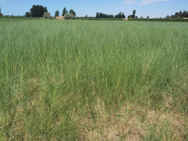 花棒苗1年生花棒树苗甘肃花棒种植基地