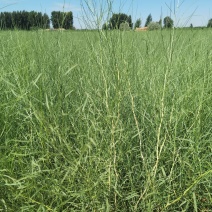 花棒苗1年生花棒树苗甘肃花棒种植基地