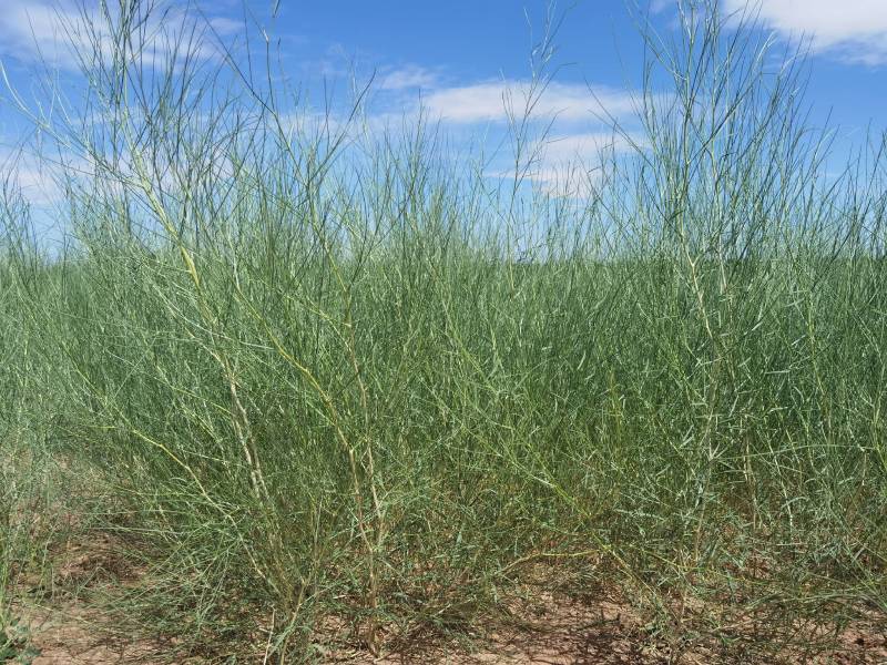 花棒苗1年生花棒树苗甘肃花棒种植基地