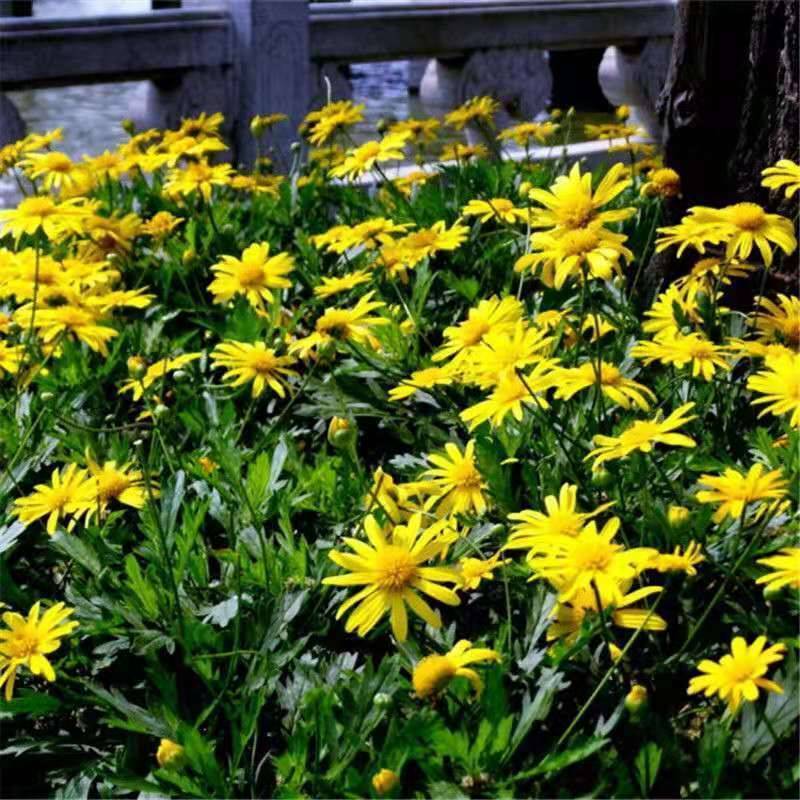 茼蒿菊种子四季播种木春菊茼蒿花种子多年生金黄色太阳花格桑