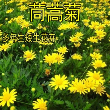 茼蒿菊种子四季播种木春菊茼蒿花种子多年生金黄色太阳花格桑