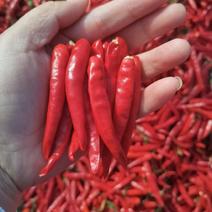 红辣椒（红太阳，传奇）九成干度量大质量好需要可以