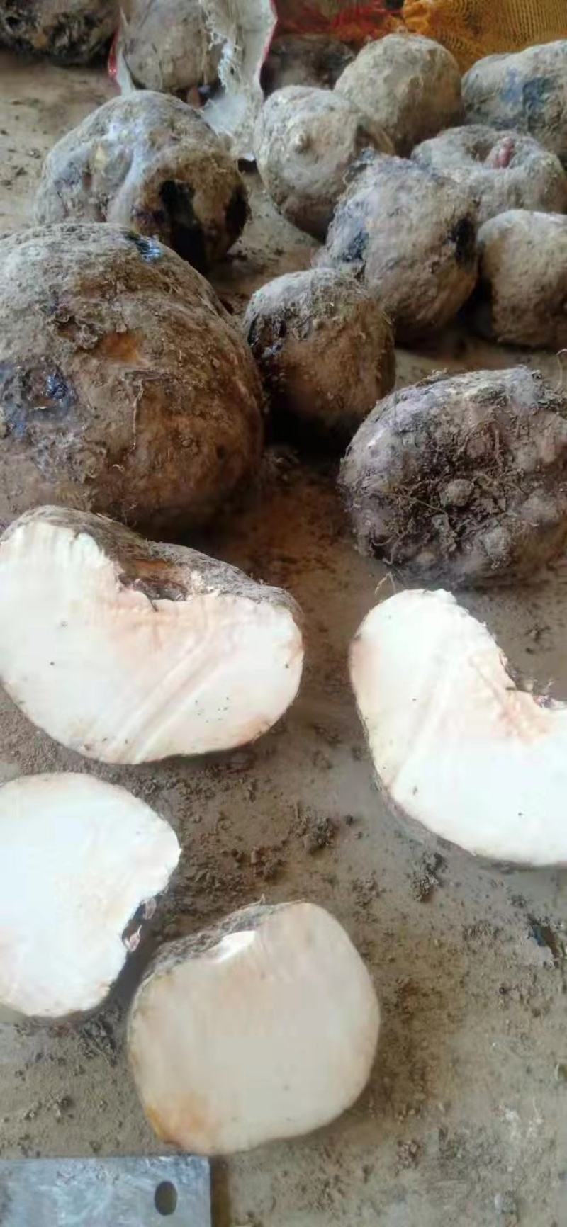 花魔芋在凉山盐源会理大量有货周期两个月左右货源充足
