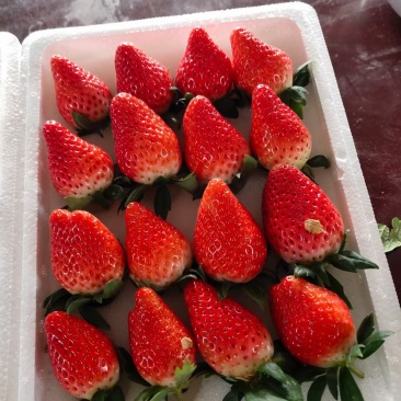 草莓