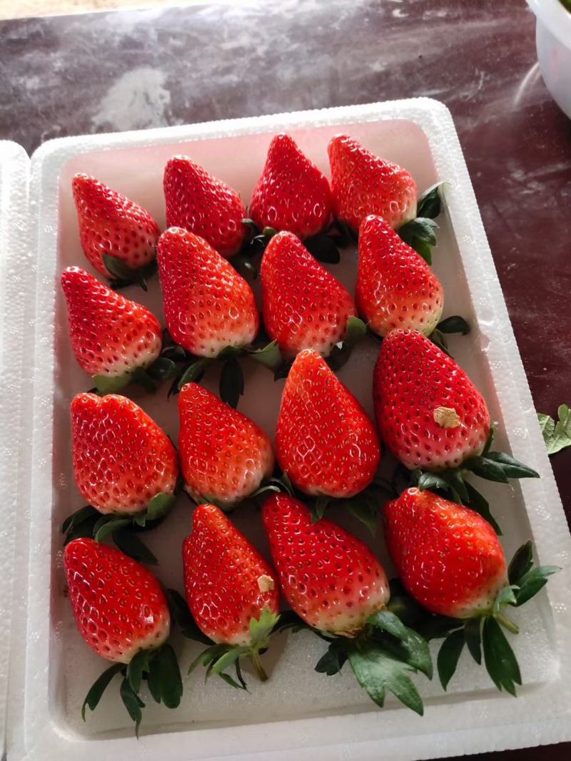 草莓