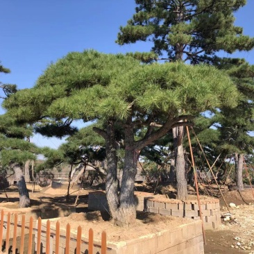 长期供应:造型松，平顶松，迎客松等树形3-5年老树。