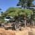 长期供应:造型松，平顶松，迎客松等树形3-5年老树。