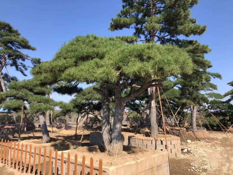 长期供应:造型松，平顶松，迎客松等树形3-5年老树。