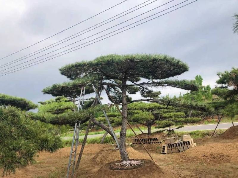 长期供应:造型松，平顶松，迎客松等树形3-5年老树。