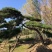 长期供应:造型松，平顶松，迎客松等树形3-5年老树。