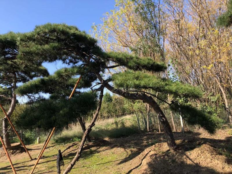 长期供应:造型松，平顶松，迎客松等树形3-5年老树。