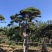 长期供应:造型松，平顶松，迎客松等树形3-5年老树。
