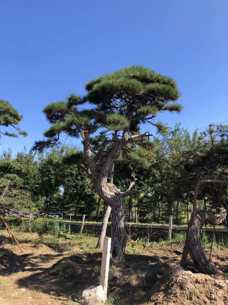 长期供应:造型松，平顶松，迎客松等树形3-5年老树。