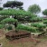 长期供应:造型松，平顶松，迎客松等树形3-5年老树。
