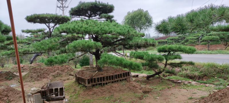 长期供应:造型松，平顶松，迎客松等树形3-5年老树。