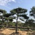长期供应:造型松，平顶松，迎客松等树形3-5年老树。