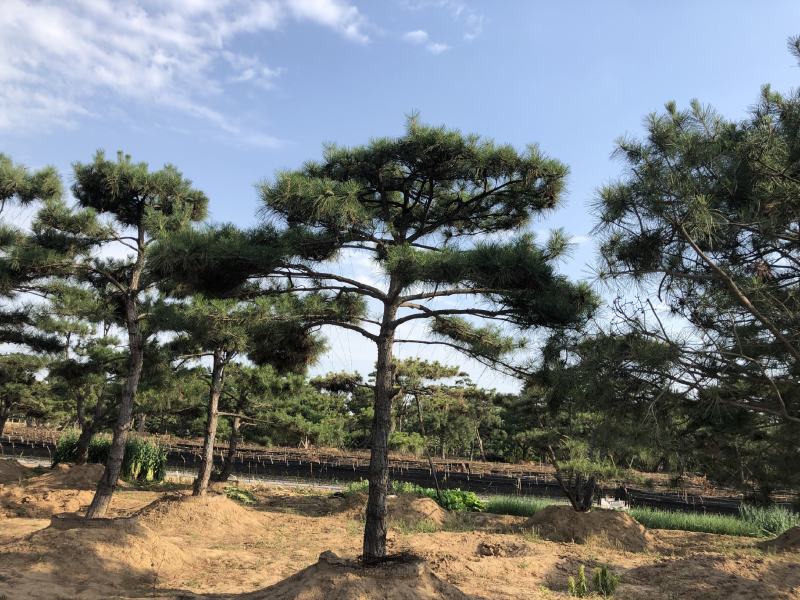 长期供应:造型松，平顶松，迎客松等树形3-5年老树。