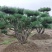 长期供应:造型松，平顶松，迎客松等树形3-5年老树。