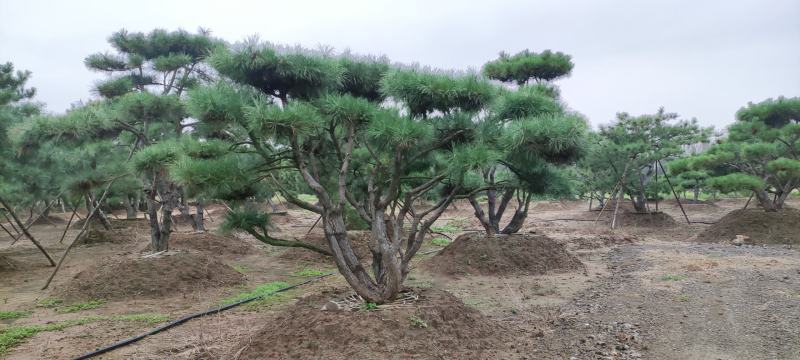 长期供应:造型松，平顶松，迎客松等树形3-5年老树。