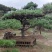 长期供应:造型松，平顶松，迎客松等树形3-5年老树。
