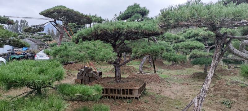 长期供应:造型松，平顶松，迎客松等树形3-5年老树。