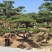 长期供应:造型松，平顶松，迎客松等树形3-5年老树。