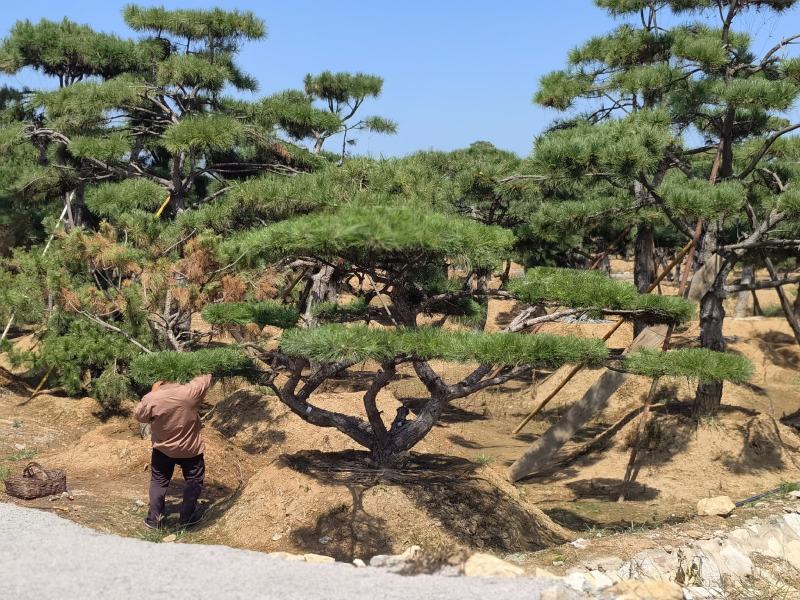 长期供应:造型松，平顶松，迎客松等树形3-5年老树。