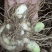 【白艿苗】(精致优选广西桂林基地苗)白芨苗