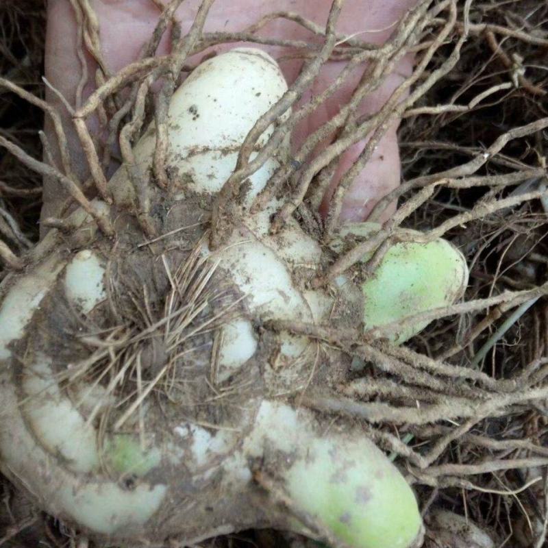 【白艿苗】(精致优选广西桂林基地苗)白芨苗