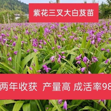 【白艿苗】(精致优选广西桂林基地苗)白芨苗