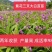 【白艿苗】(精致优选广西桂林基地苗)白芨苗