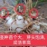 【白艿苗】(精致优选广西桂林基地苗)白芨苗