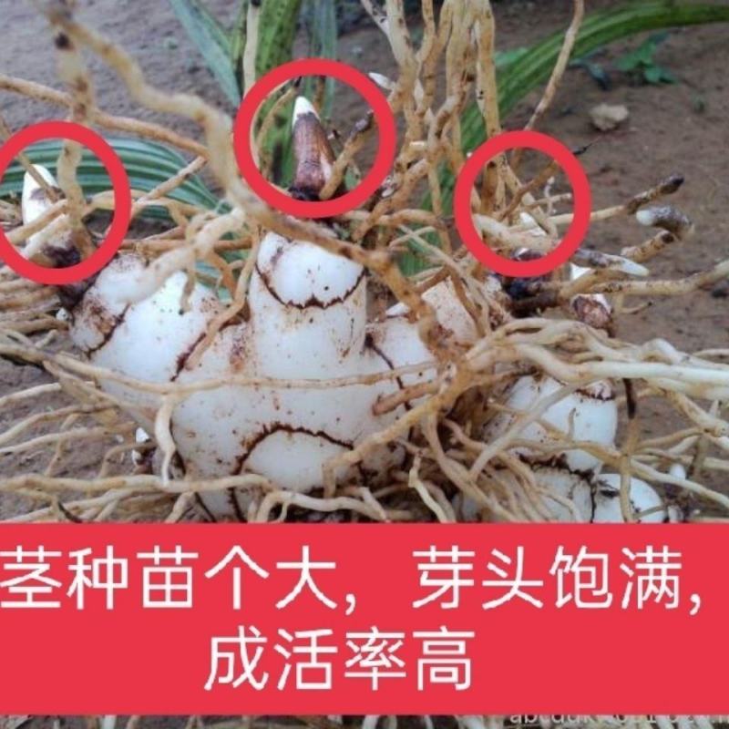 【白艿苗】(精致优选广西桂林基地苗)白芨苗
