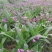 【白艿苗】(精致优选广西桂林基地苗)白芨苗