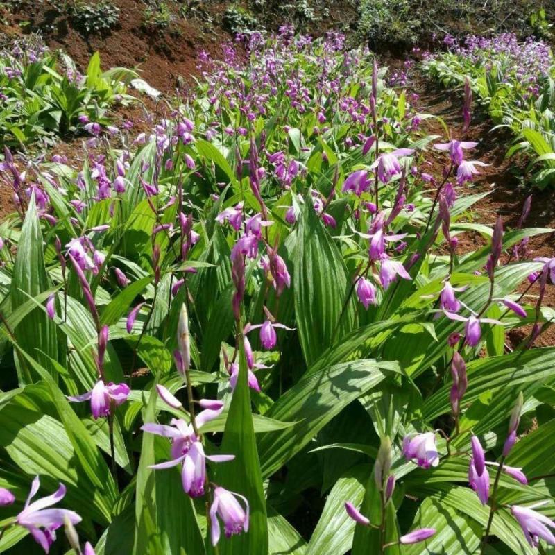 【白艿苗】(精致优选广西桂林基地苗)白芨苗