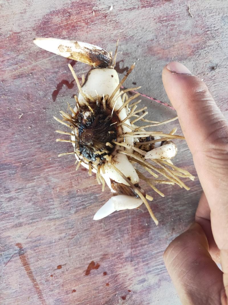 【白艿苗】(精致优选广西桂林基地苗)白芨苗