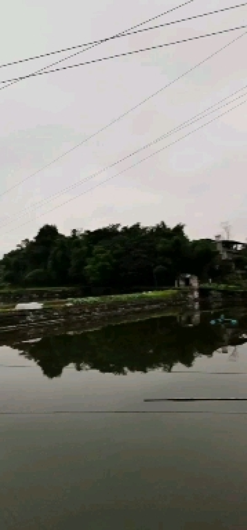 四川鲫鱼苗，适应能力强，技术成熟，让你养殖无忧！！