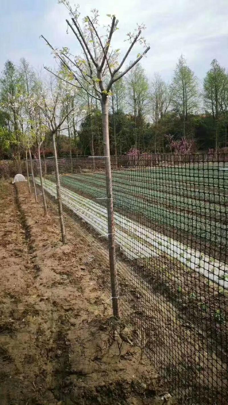 加厚圈地围栏网鸡鸭鹅隔离网护栏网圈玉米网方格网黑色胶网