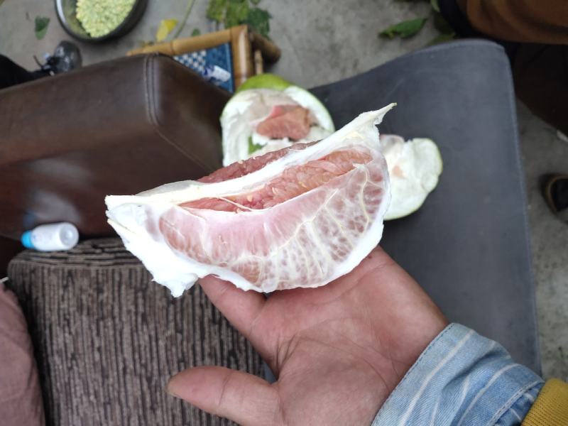 蒲江红心柚高次果大量上市