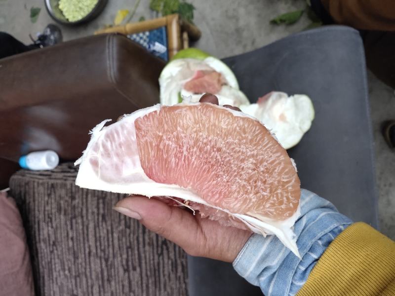 蒲江红心柚高次果大量上市