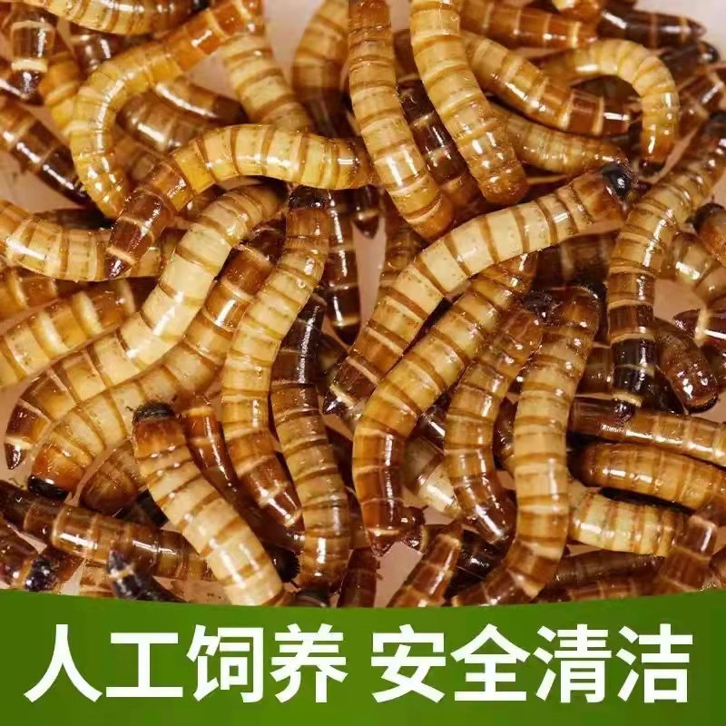 蛋白虫养殖高产量高回收好饲养好管理包技术包回收