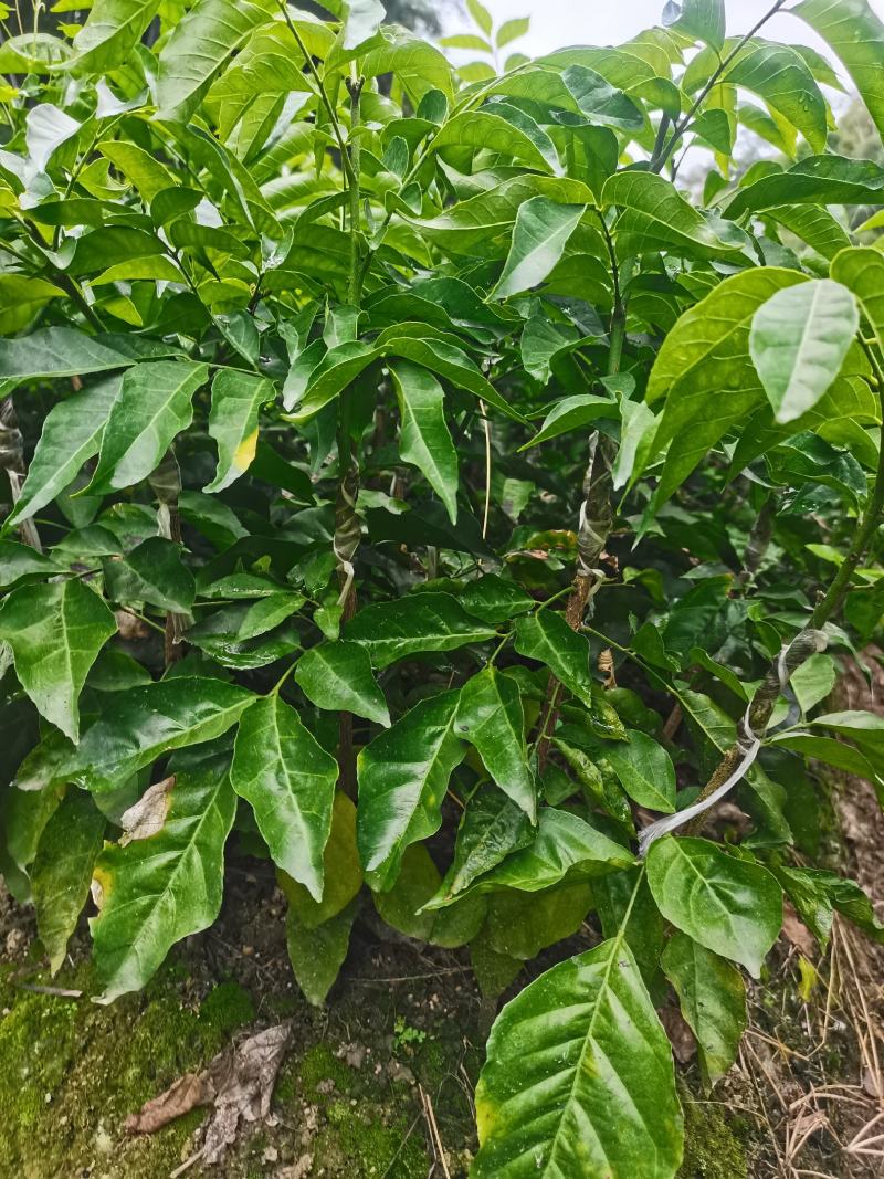 鸡心黄皮果苗黑黄皮贵妃黄皮苗货量充足量大从优诚信经营