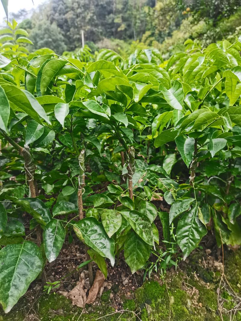 鸡心黄皮果苗黑黄皮贵妃黄皮苗货量充足量大从优诚信经营