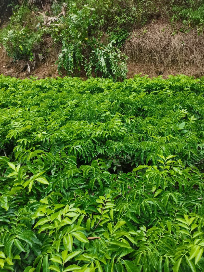 鸡心黄皮果苗黑黄皮贵妃黄皮苗货量充足量大从优诚信经营