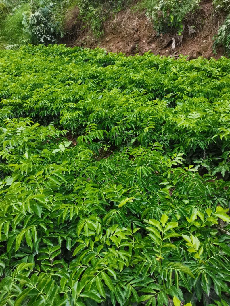 鸡心黄皮果苗黑黄皮贵妃黄皮苗货量充足量大从优诚信经营