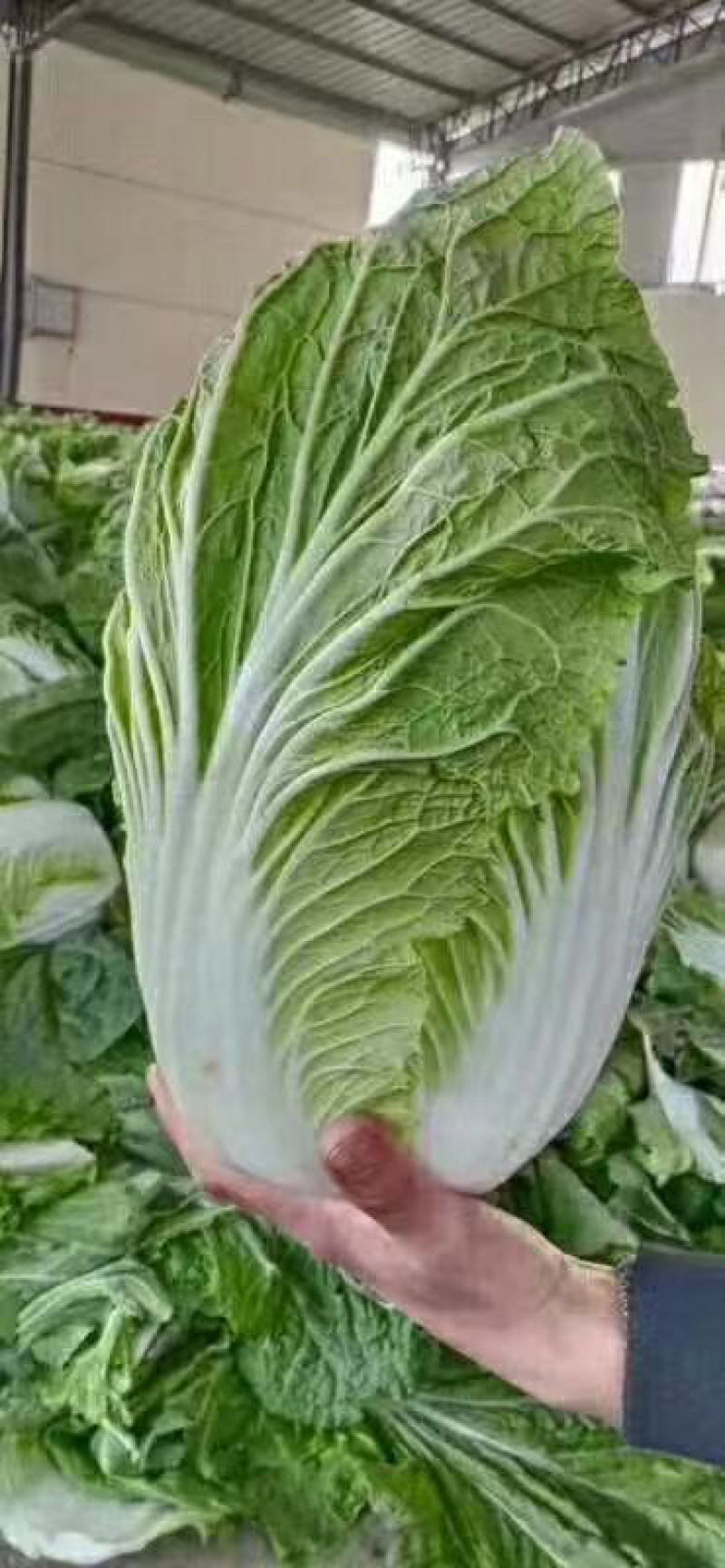 精品大白菜，净菜，产地直发，物美价廉，需要联系