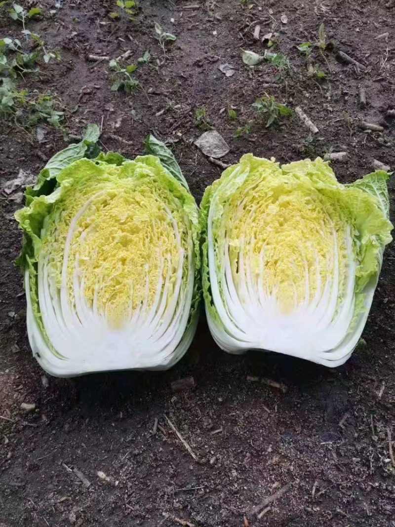 精品大白菜，净菜，产地直发，物美价廉，需要联系