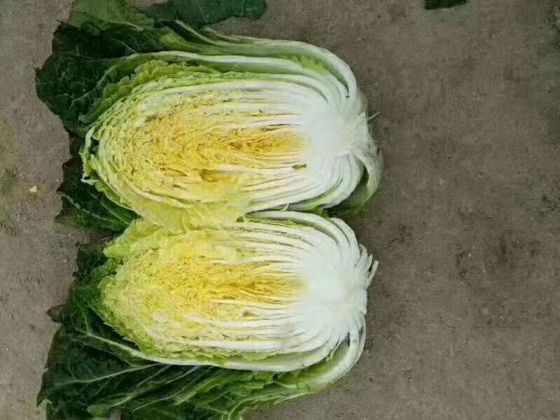 精品大白菜，净菜，产地直发，物美价廉，需要联系