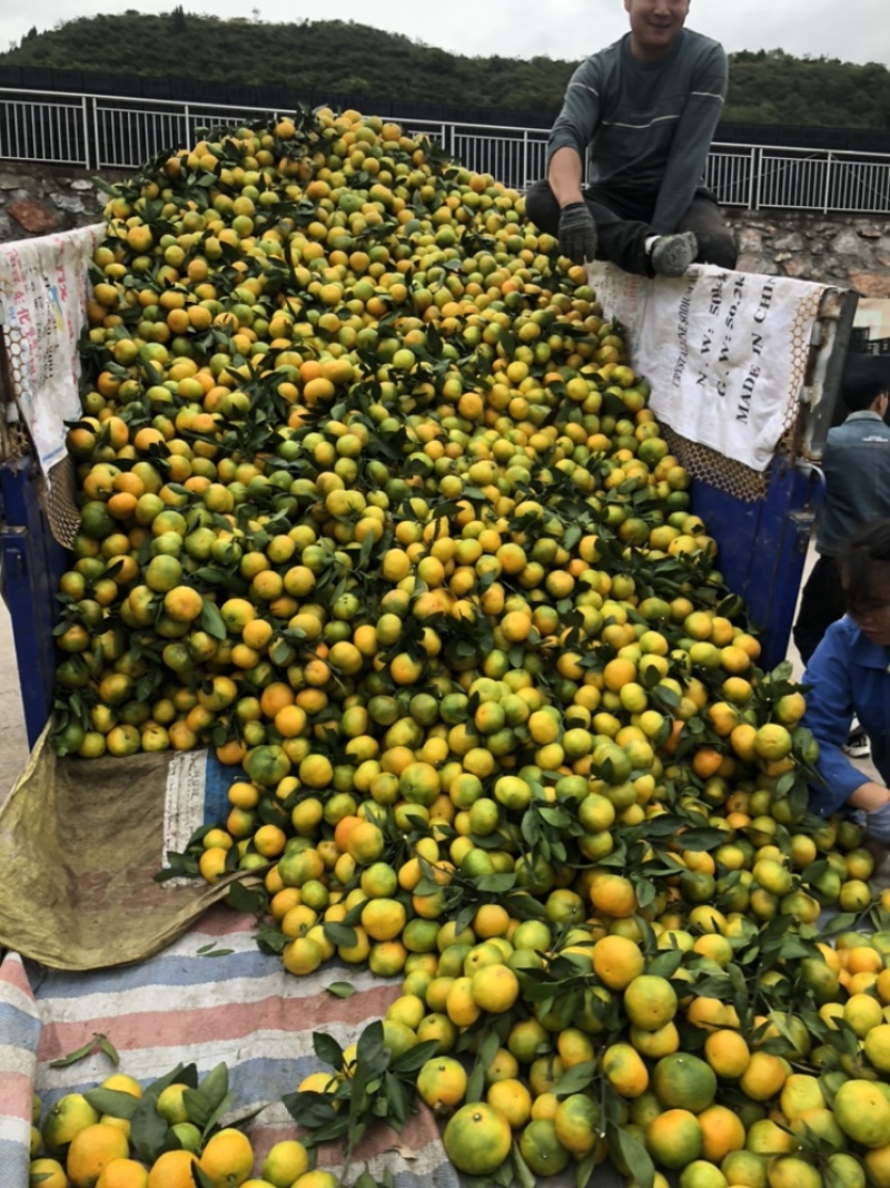 早熟蜜桔百分之八九十黄度细皮