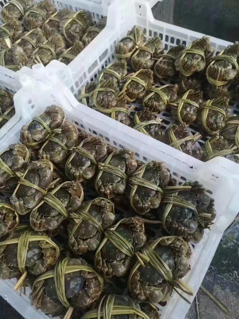 江苏南京高淳固城湖大闸蟹大量上市商超酒店专用!